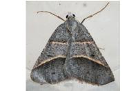 Perigune convergata