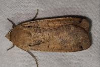 Noctua pronuba