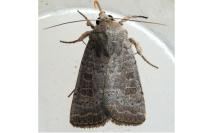 Hoplodrina ambigua/blanda