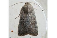 Hoplodrina ambigua/blanda