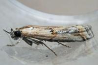 Pempelia genistella