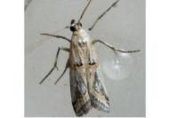 Pempelia genistella