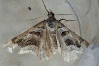 Scotopteryx peribolata