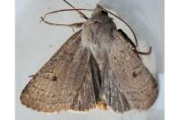 Xestia castanea