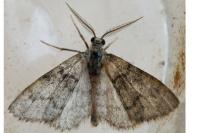 Tephronia sepiaria