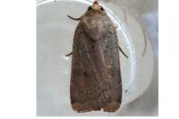 Noctua comes