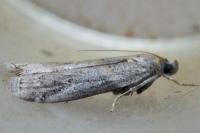 Acrobasis bithynella