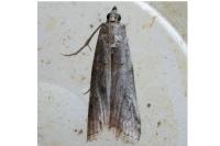 Acrobasis bithynella