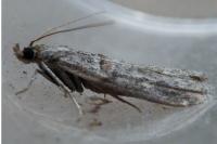 Acrobasis bithynella
