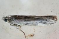 Acrobasis bithynella