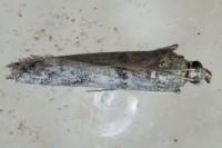 Acrobasis bithynella