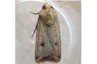 Agrotis trux