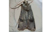 Agrotis trux
