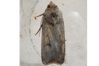 Agrotis trux
