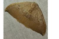Watsonalla uncinula