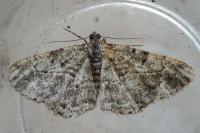 Peribatodes rhomboidaria rhomboidaria