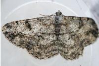 Peribatodes rhomboidaria rhomboidaria
