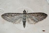 Eupithecia unedonata
