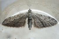 Eupithecia unedonata