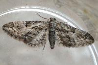 Eupithecia