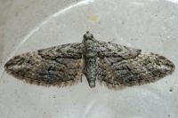 Eupithecia