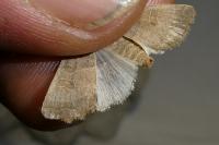 Hoplodrina ambigua