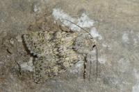 Polymixis xanthomista