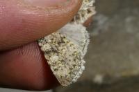 Polymixis xanthomista