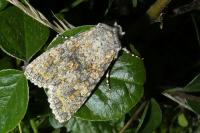 Polymixis xanthomista