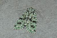 Griposia aprilina