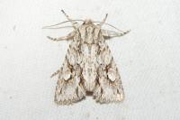 Meganephria bimaculosa