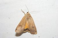 Noctua pronuba