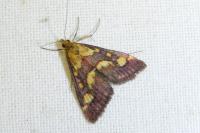 Pyrausta purpuralis