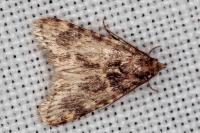 Aglossa brabanti
