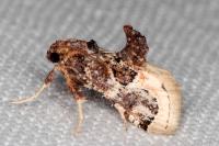 Loryma egregialis