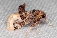 Loryma egregialis