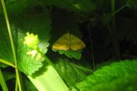 Camptogramma bilineata