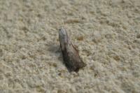 Aphomia sociella