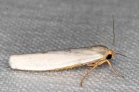Indalia uniola
