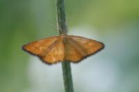 Idaea flaveolaria