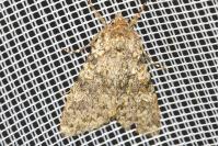 Polymixis flavicincta flavicincta