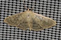 Patania ruralis