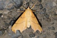 Ennomos erosaria