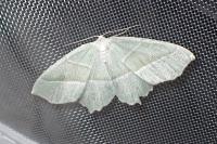 Campaea margaritaria
