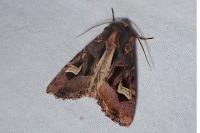 Trigonophora flammea