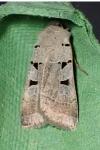 Eugnorisma glareosa
