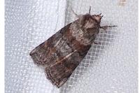 Cymatophorina diluta