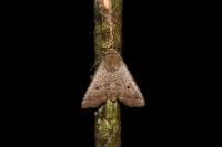 Leptologia lota