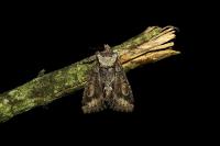 Allophyes oxyacanthae