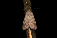 Ammoconia caecimacula